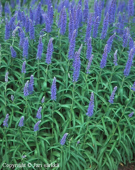  Veronica longifolia 